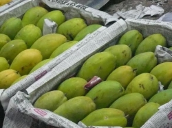 Mango fruit nutrition facts