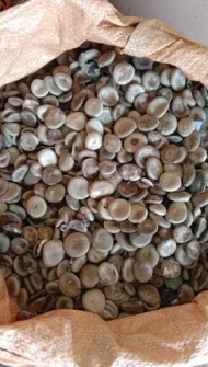 Nux-vomica Seeds