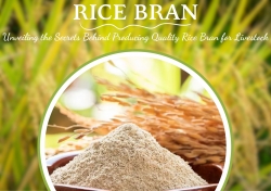 Unveiling the Secrets Behind Producing Quality Rice Bran for Livestock