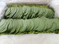 Sesame leaves