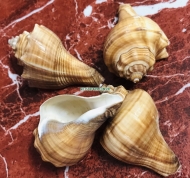 Spiral Melongena Shell