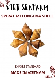 Spiral Melongena Shell