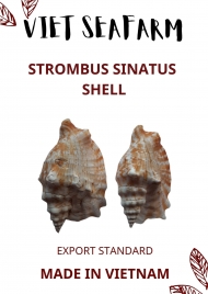Strombus Sinatus Shell