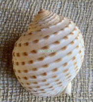Tonna Tessellata Seashell