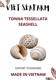 Tonna Tessellata Seashell