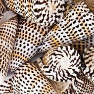 Leopard Cone Shell