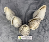 Leopard Cone Shell