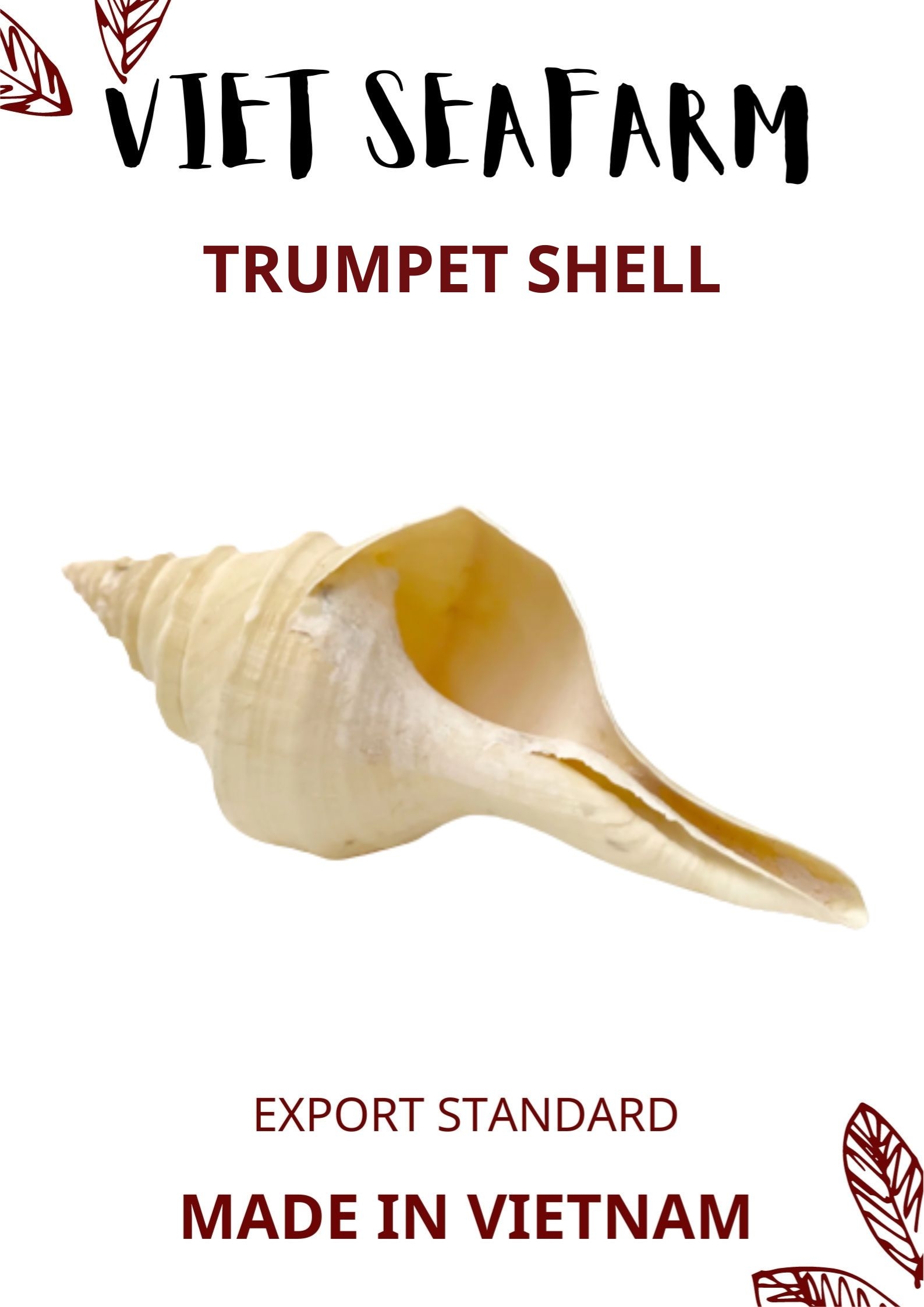 Trumpet Shell
