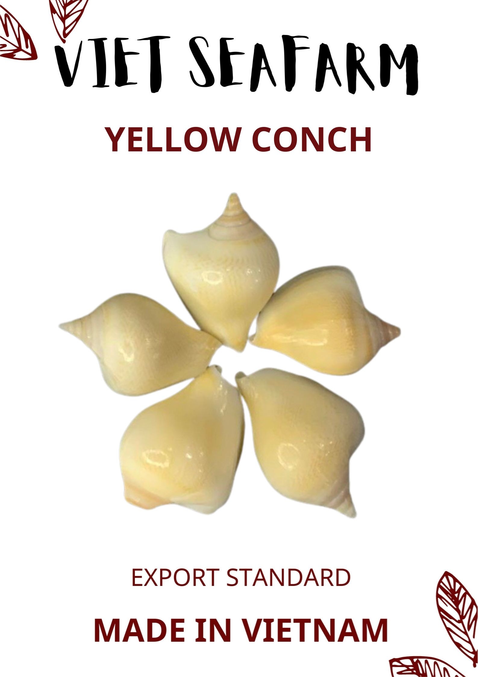 Yellow Conch